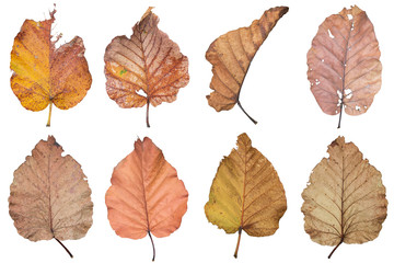 Dry leaf isolated on white background ,with clipping path - Powered by Adobe