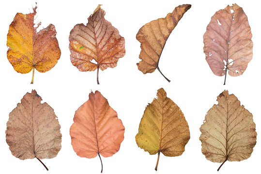 Dry leaf isolated on white background ,with clipping path