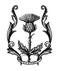 Thistle flower in ornament frame.The Symbol Of Scotland, isolated vector illustration.