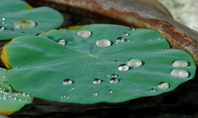 Rain drops on the leaves