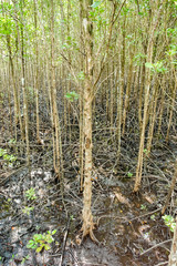 Mangrove forest in Trad province, Thailand.