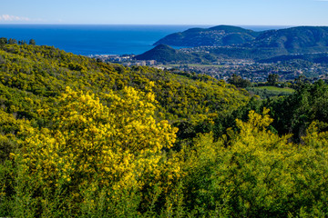 Vue panoramique sur la mer Méditerranée ville Mandelieu-la-Napoule. Forêt de mimosas en fleurs au premier plan.  