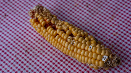 old corn