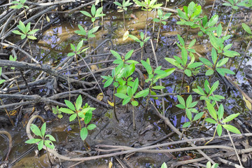 Mangrove forest in Trad province, Thailand.