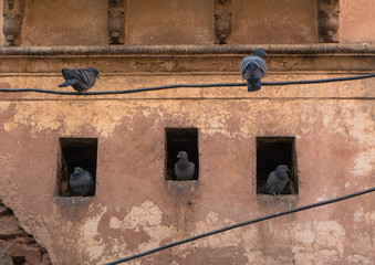 a flock of pigeons sitting on electric wires and on the windows in an old historic building in India
