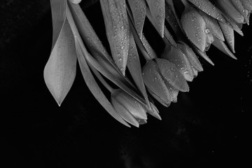 tulipano in bianco e nero 