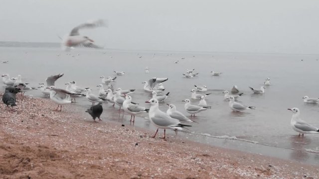 a lot of gulls and pigeons fly on the beach