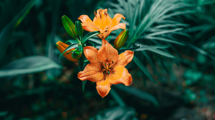 orange lily