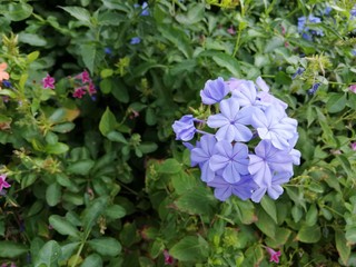 Purple flower shrub