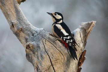 Close-up of great woodpecker in snowy environment, Danubian forest, Slovakia, Europe