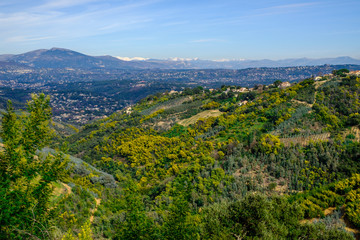 Fototapeta na wymiar Vue panoramique sur le massif de Tanneron, arbres de mimosa en fleurs, Provence, sud de France. 