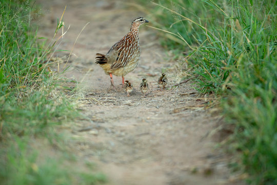 Crested Frankolin with chicks