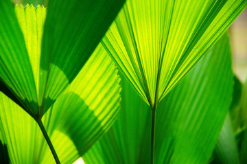 Green and stripes of palm leaves