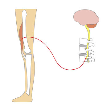 leg anatomy diagram with brain and spine clip art preview