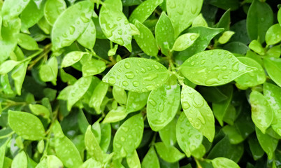 Fototapeta na wymiar Rain water droplets on green leaf for background . Dew after rain
