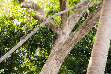 Hornbill and Trees in Phuket, Thailand