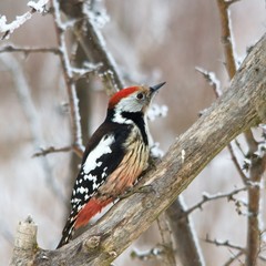 Close-up of middle spotted woodpecker in snowy environment, Danubian forest, Slovakia, Europe