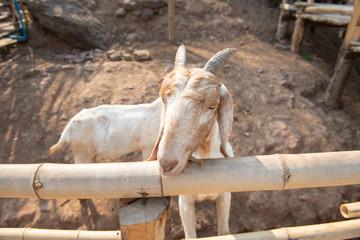 Goat family in farm.