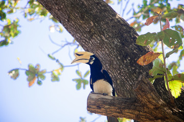 Hornbill and Trees in Phuket, Thailand
