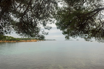 Trees by the sea of Ibiza a cloudy day