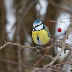 Blue tit in natural environment, Danubian forest, Slovakia, Europe