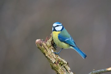 Blue tit in natural environment, Danubian forest, Slovakia, Europe