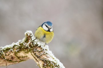 Blue tit in natural environment, Danubian forest, Slovakia, Europe