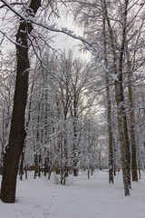 forest in winter