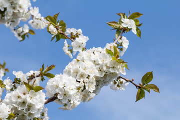 Branches of cherry tree in the period of spring flowering with blue sky on the background.