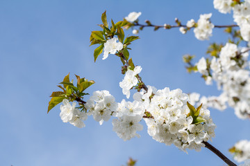Branches of cherry tree in the period of spring flowering with blue sky on the background.