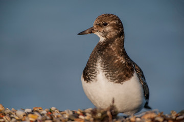 Ruddy Turnstone Birds Animal