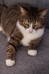 Home cat portrait. White and gray color cat on sofa