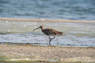 Eurasian Curlew Birds