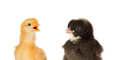 Two chickens yellow and black