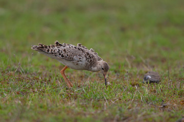 Ruff Birds Animal