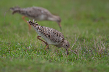Ruff Birds Animal
