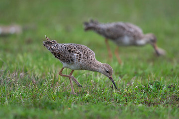 Ruff Birds Animal