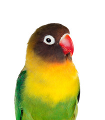 Fototapeta na wymiar Yellow parrots with red beak