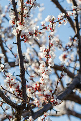 Branches of apricot tree in the period of spring flowering.