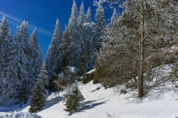 Winter landscape of Vitosha Mountain, Sofia City Region, Bulgaria
