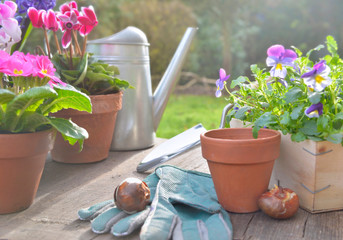 spring flowers potted and gardening  accessories