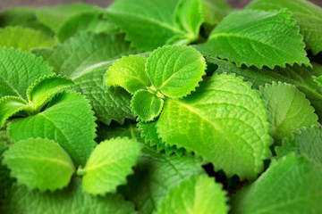 Green mint leaves falling down on horizontal background