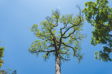 tree With the sky nature green wood sunlight backgrounds