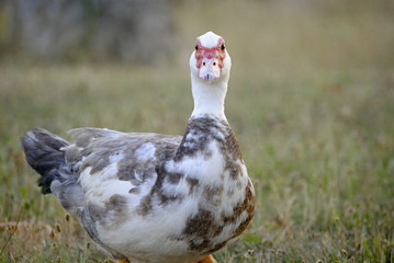 Canard de barbarie
