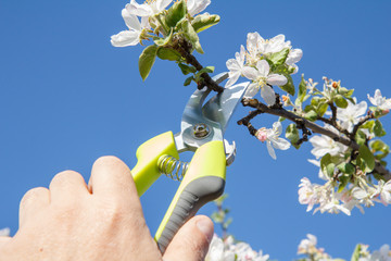 Male farmer with pruner shears the tips of apple tree.