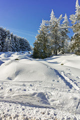 Winter landscape of Vitosha Mountain, Sofia City Region, Bulgaria