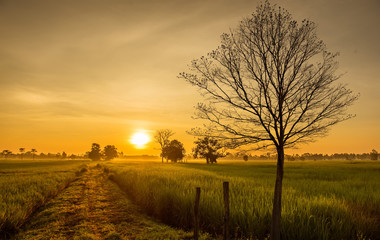 Fototapeta na wymiar Rice fields at sunrise