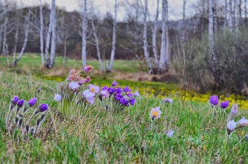 The first spring flowers appear in the foothills