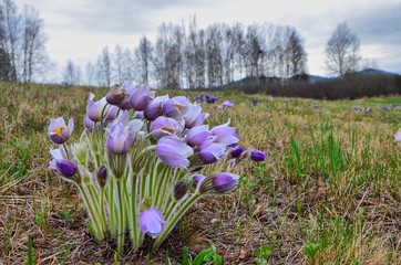 The first spring flowers appear in the foothills