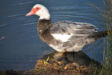 Canard de barbarie